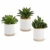 K&K Interiors Succulents In Ceramic White Pot W/Natural Wood Base