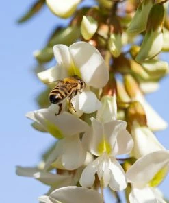 Savannah Bee Company Acacia Honey - 12 Oz Food