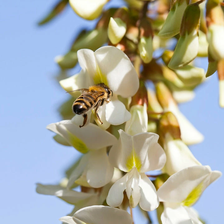 Savannah Bee Company Acacia Honey - 12 Oz Food